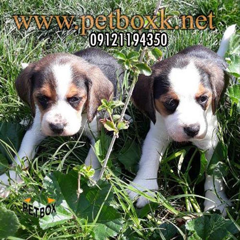 فروش توله های دوست داشتنی بیگل