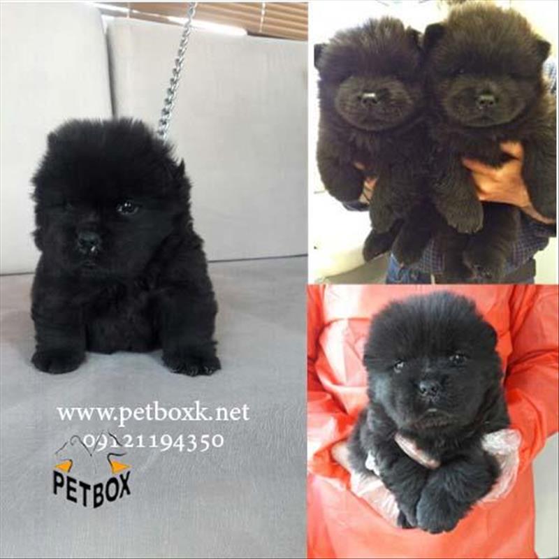 توله چاوچاو رنگ خاص مشکی