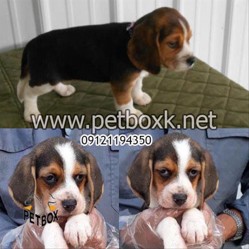 توله ی خاص بیگل