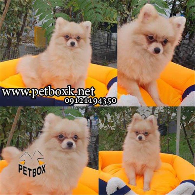 فروش توله سگ های پامرانین چمپیون وارداتی