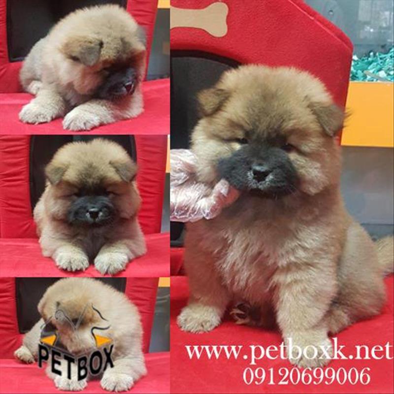 سگ چاوچاو تپلی مشکی و پرتقالی