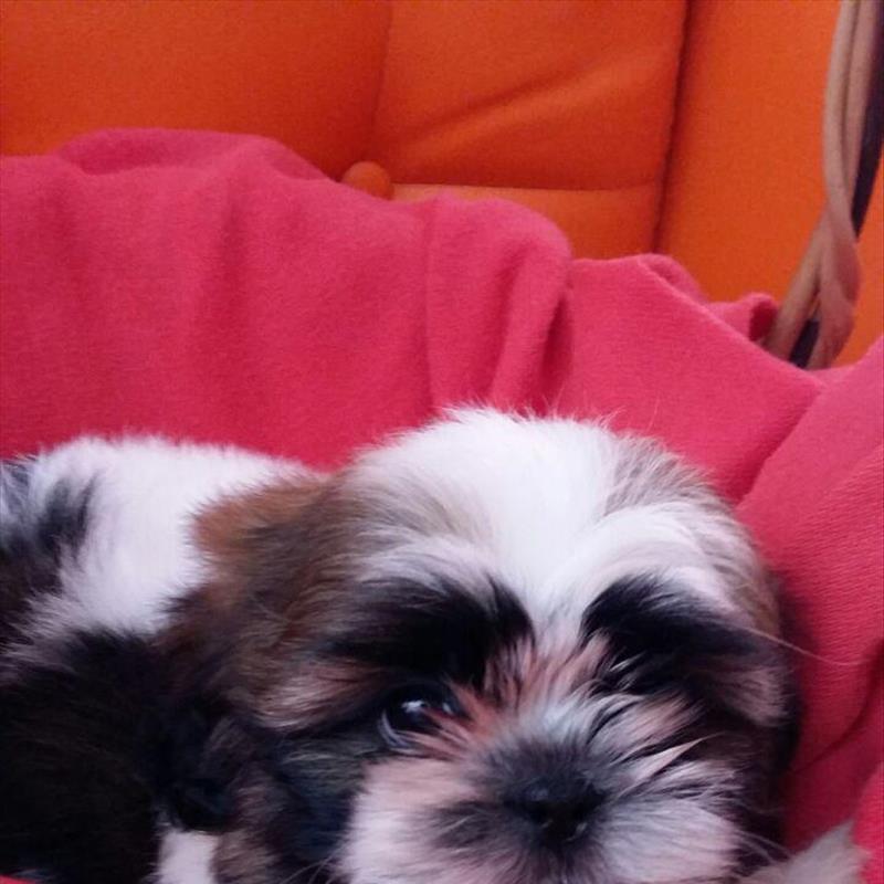 توله های سگ شیتزو