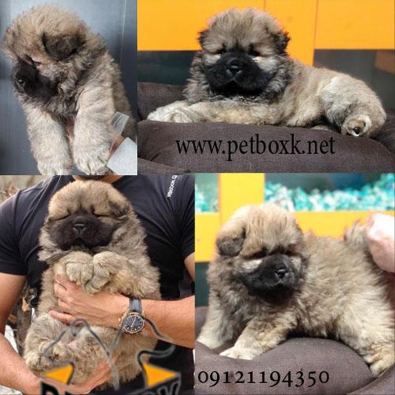 سگ چاوچاو وارداتی پرتقالی