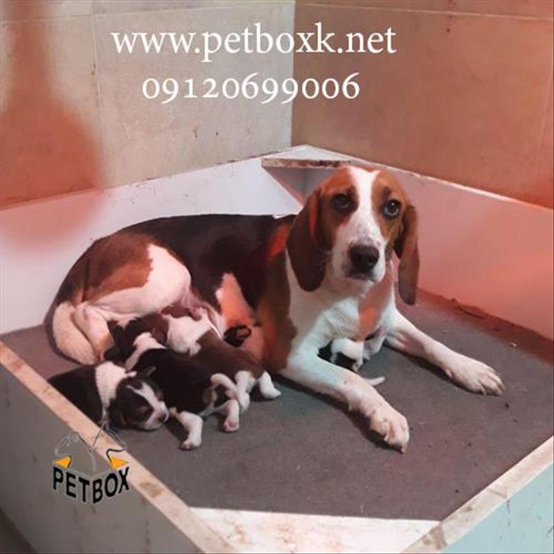 فروش و پیش فروش توله های بیگل دوست داشتنی 