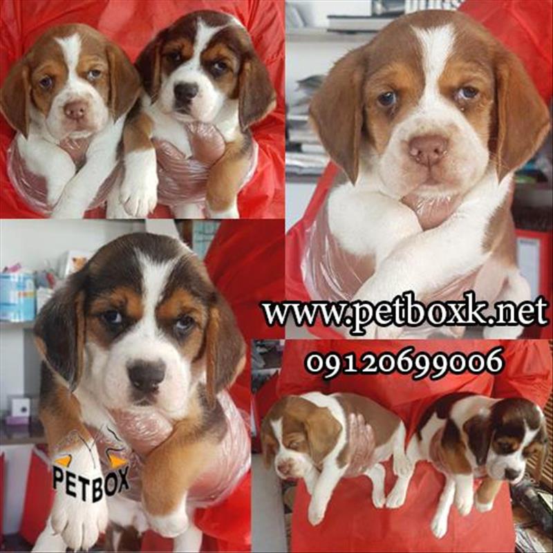 توله‌های بیگل زیبا و بازیگوش 