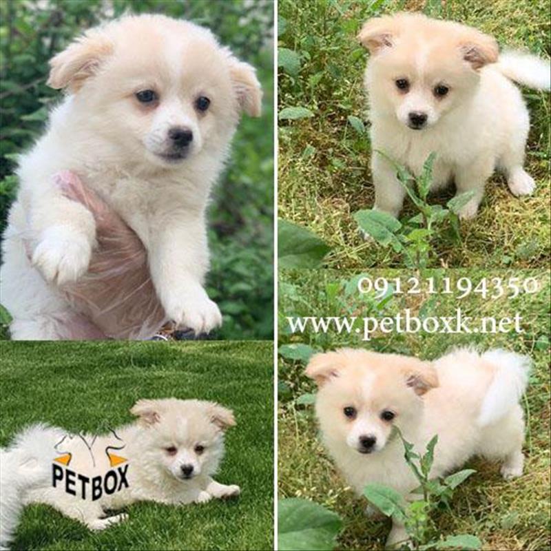 توله نر اشپیتز اصیل