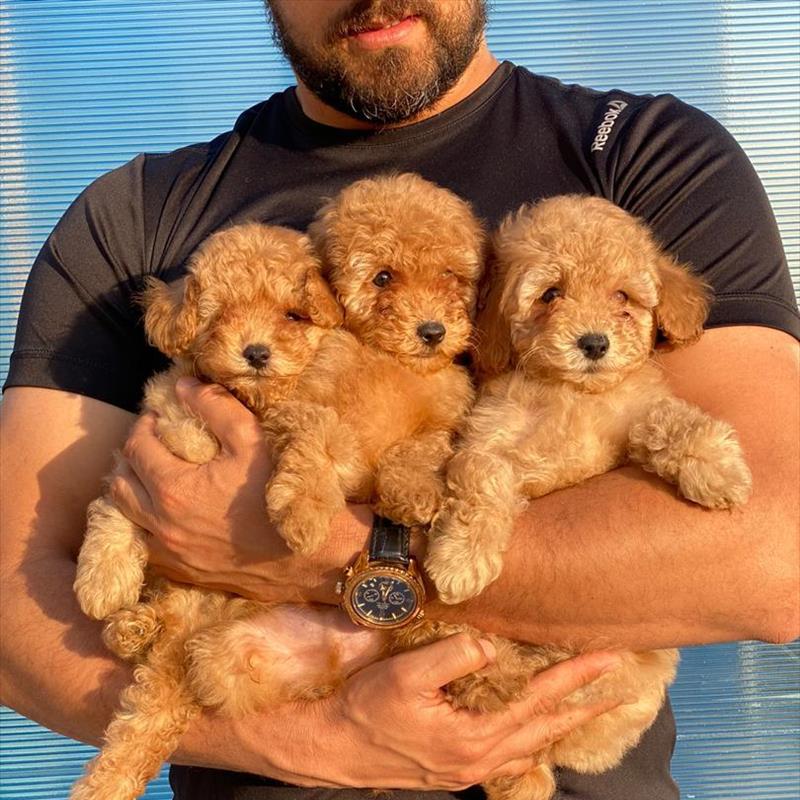 فروش توله ی پودل 