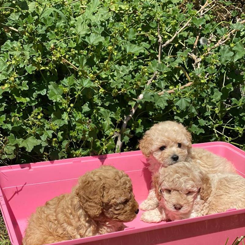 فروش توله ی پودل عروسکی 