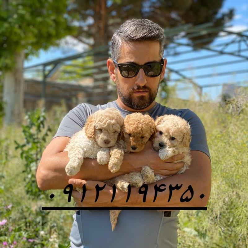 فروش  سگ آپارتمانی پودل سایز عروسکی 