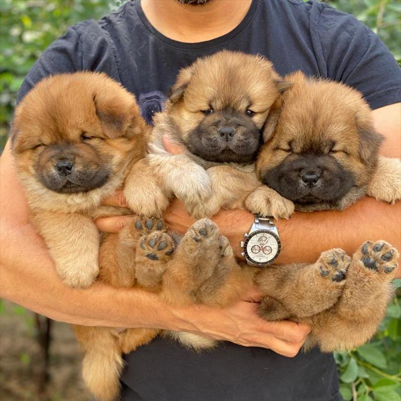 فروش توله های با نمک چاوچاو