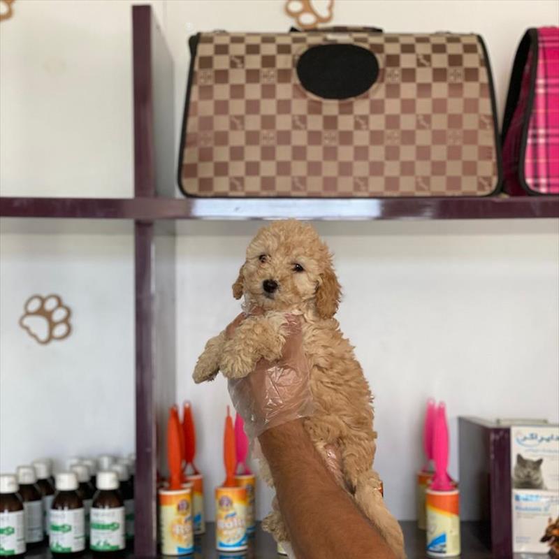 فروش توله ی وارداتی پودل سایز عروسکی 