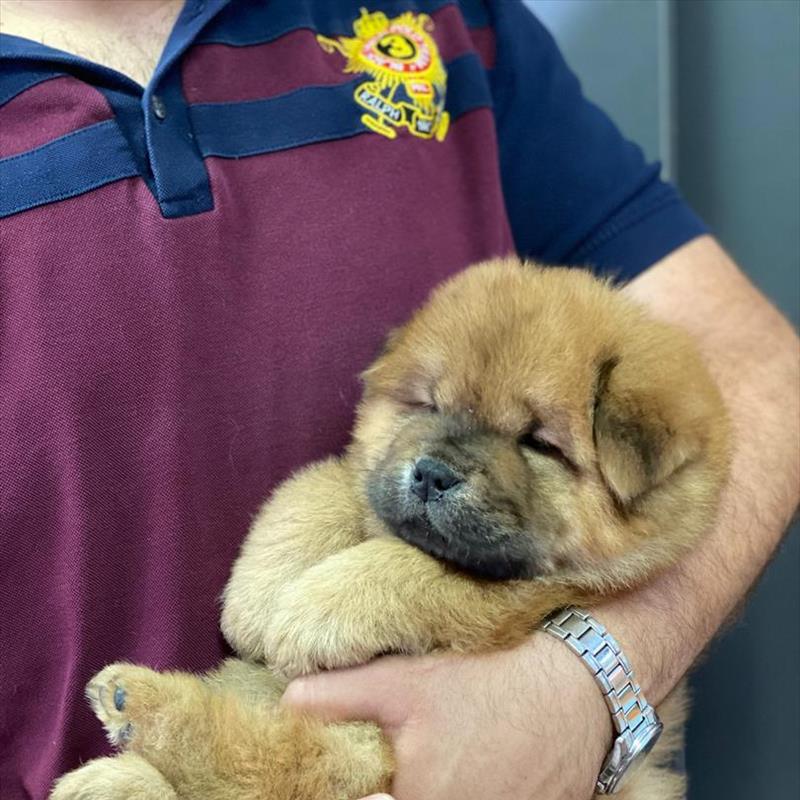 فروش توله ها ی صورت چروک چاوچاو