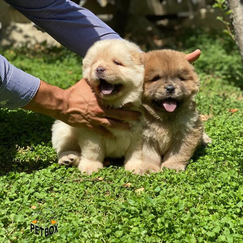 فروش توله ی چاوچاو صورت چروک 