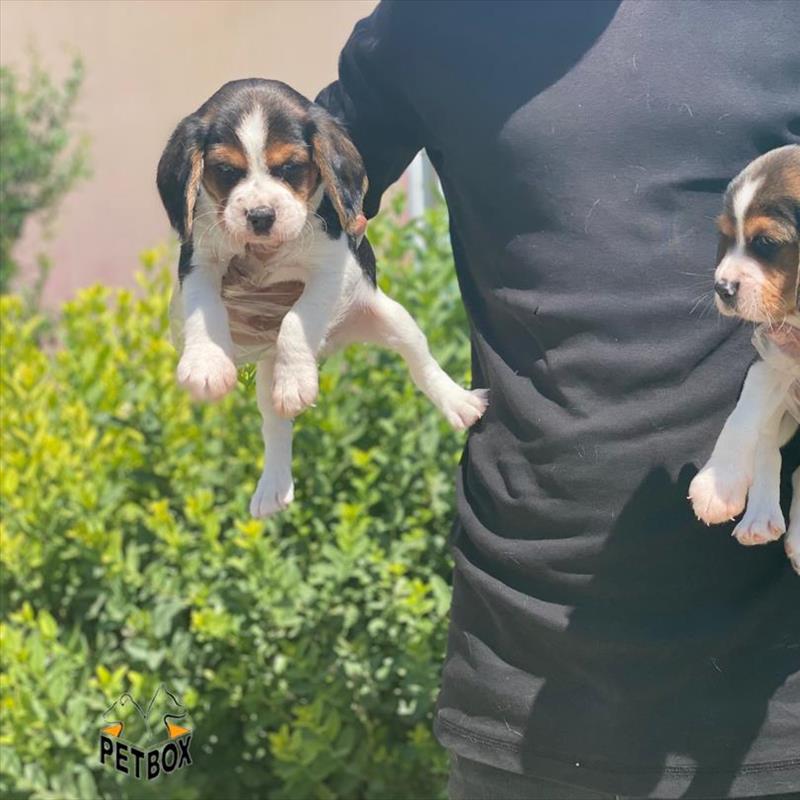 فروش سگ بیگل با رنگبندی عالی 