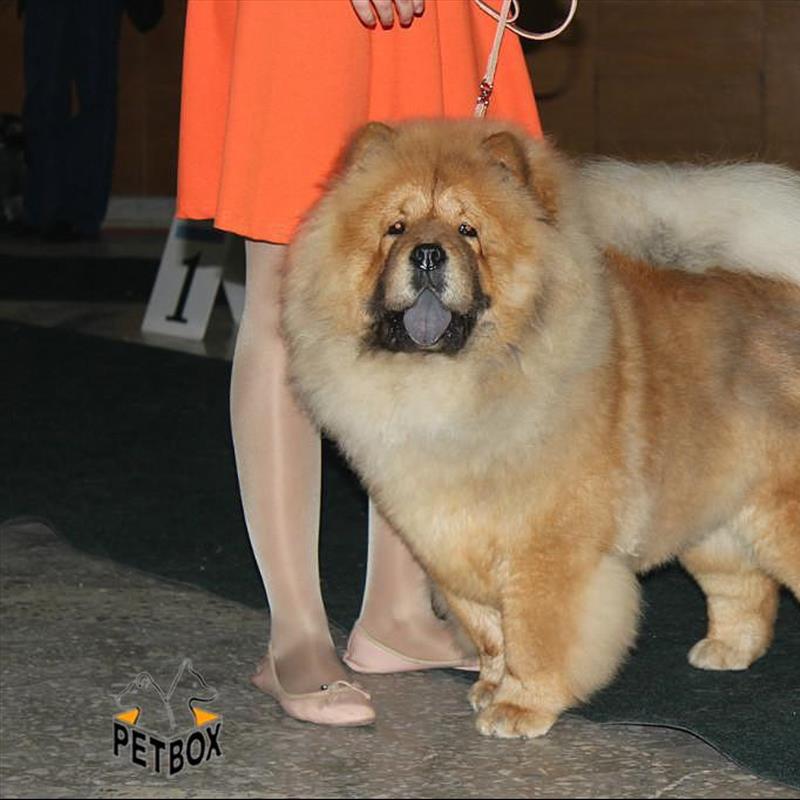 فروش توله های چاوچاو مولد مقام دار در روسیه 