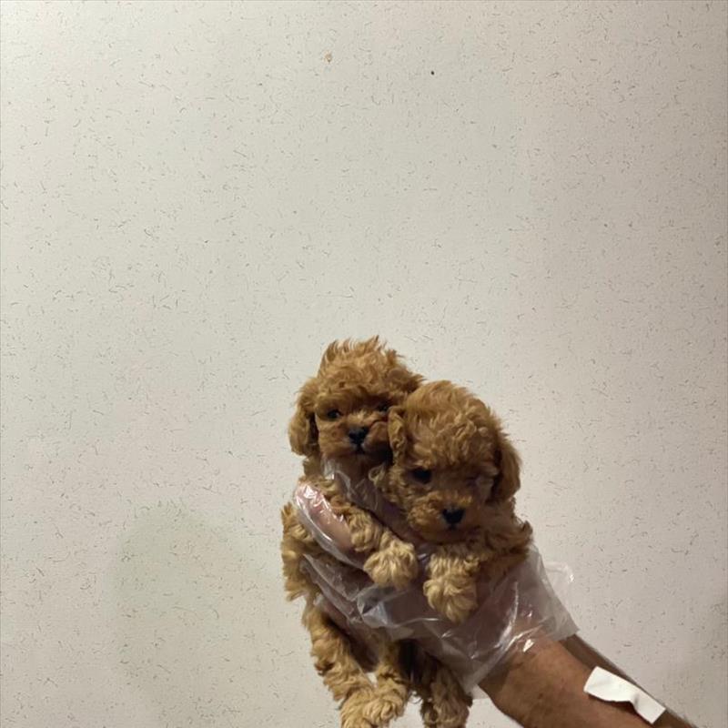 فروش توله ی پودل سایز ریز 