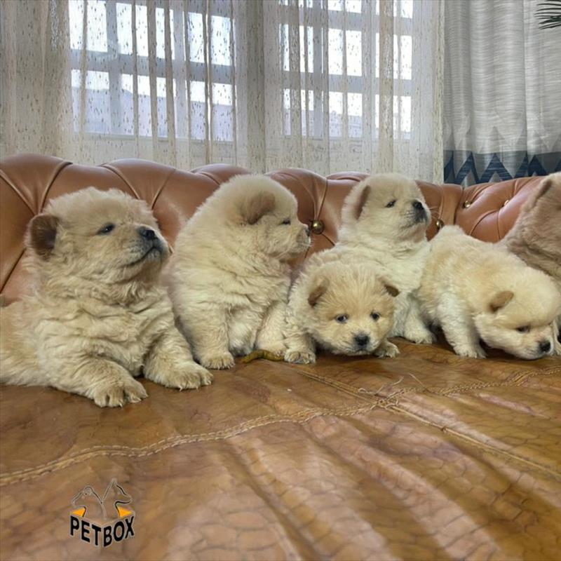 فروش توله ی چاوچاو صورت چروک 