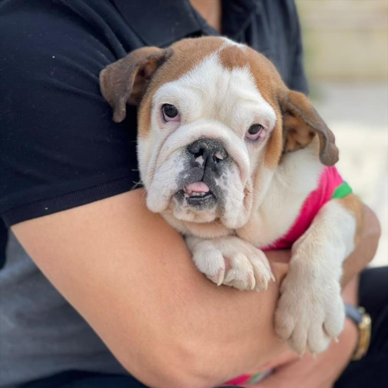 فروش سگ انگلیش بولداگ