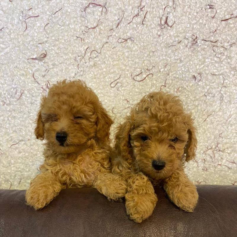 فروش توله های پودل وارداتی