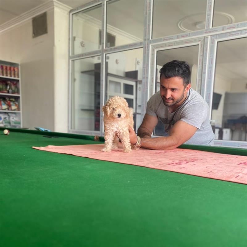 فروش توله ی پودل سایز ریز 