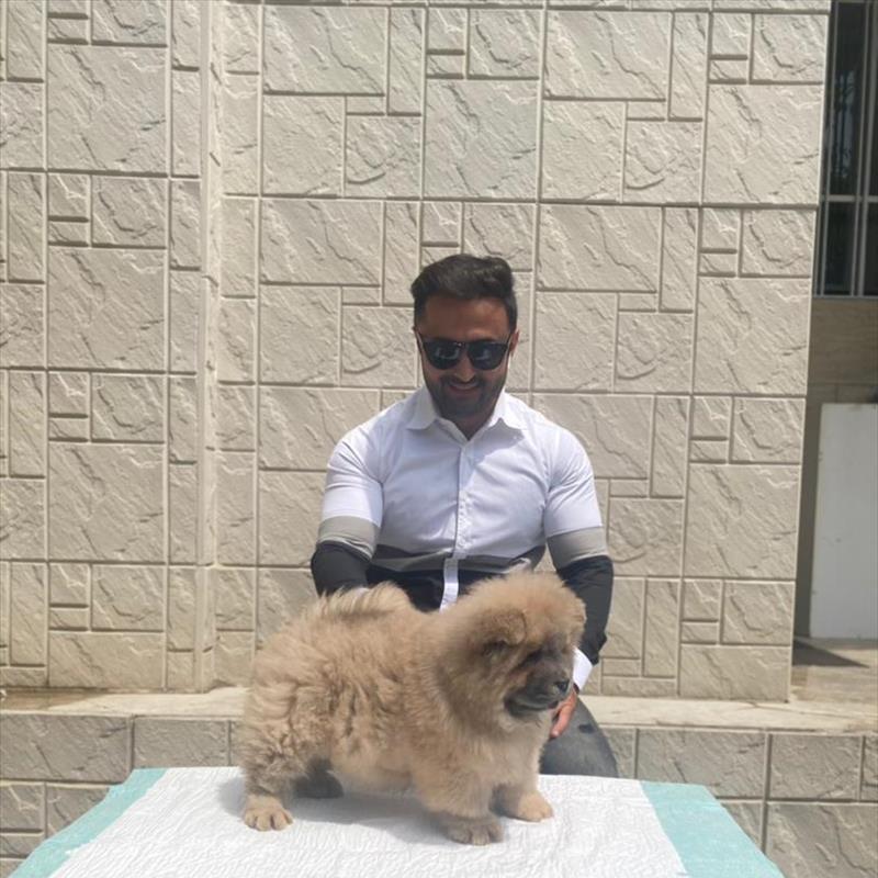 فروش توله ی چاوچاو