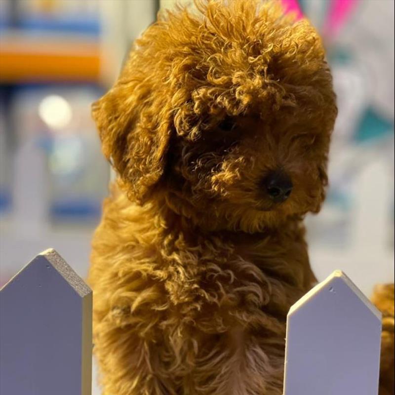 فروش توله ی پودل سایز ریز 