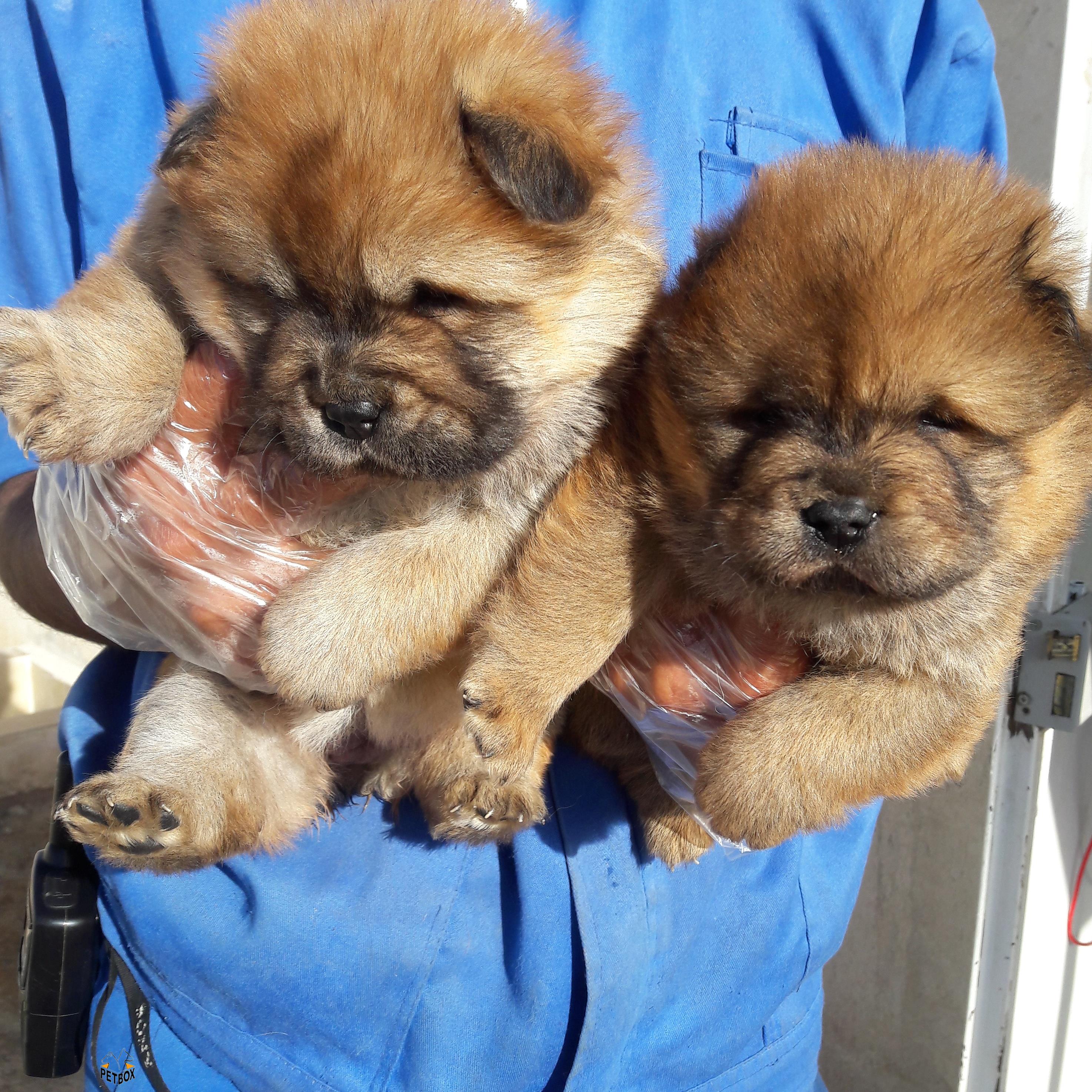 خرسی-فروش توله چاو چاو