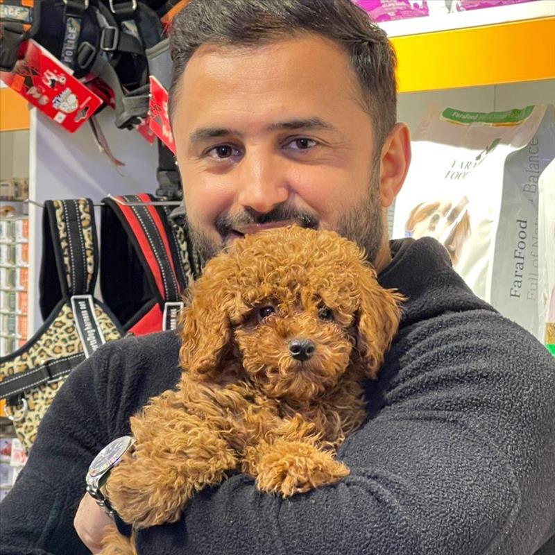 فروش توی پودل وارداتی کد 2