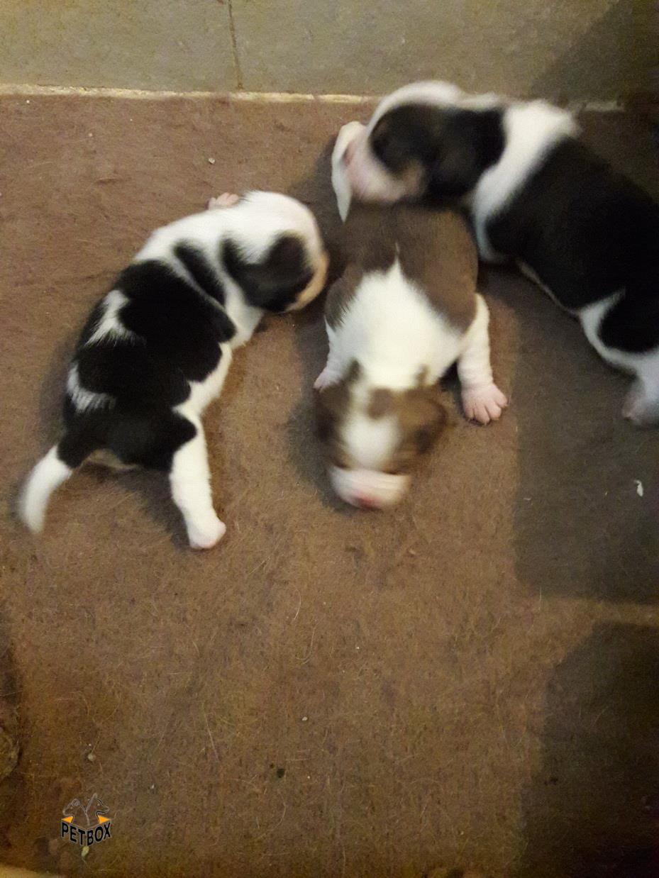 نینو -فروش توله بیگل