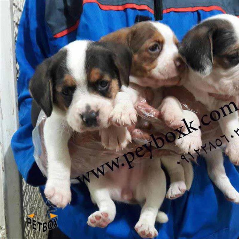 فروش بیگل های اماهه بازیگوش 