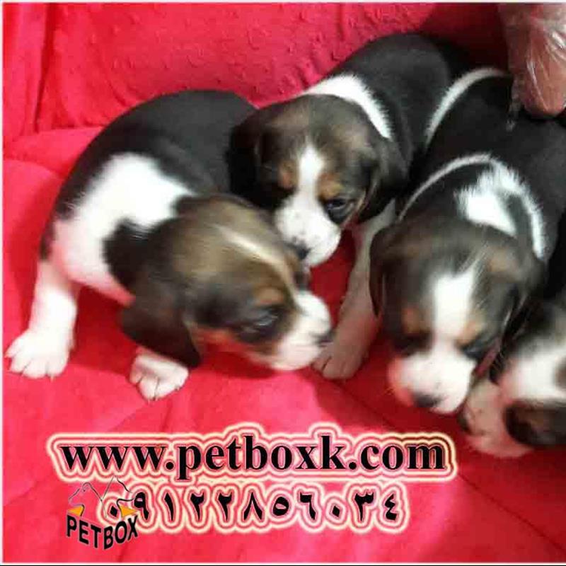 پیش فروش توله های بیگل 21 روزه نروماده