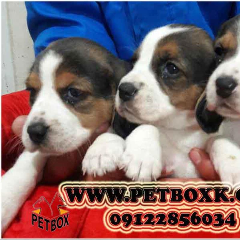 فروش بیگل 25 روزه با اصالت کامل