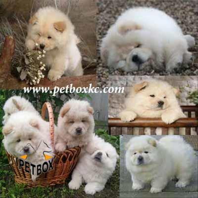 فروش چاوچاو توپولی 3 ماهه