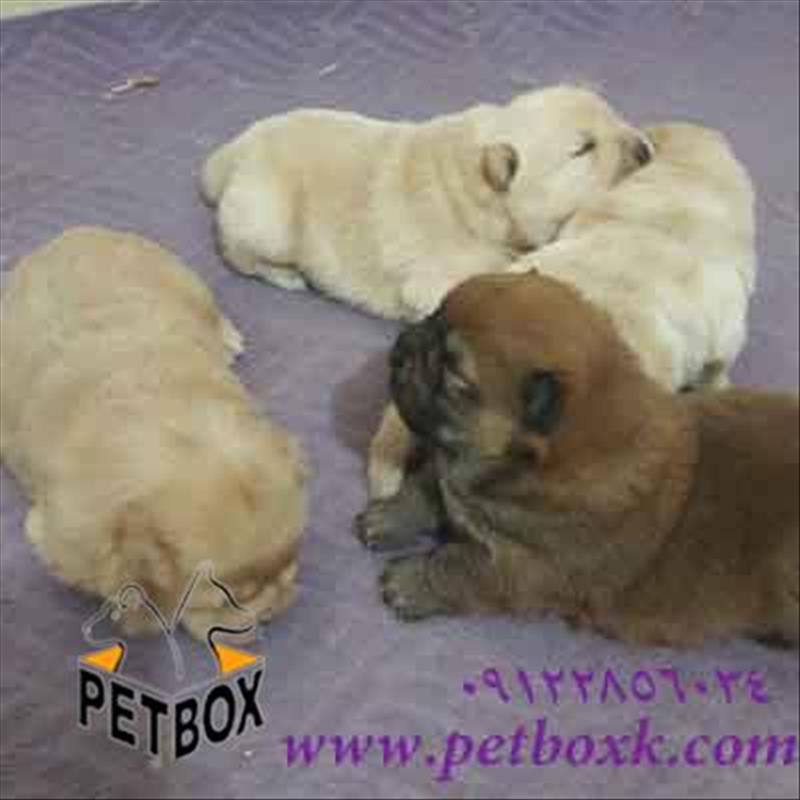  توله های (شارلوت) چاوچاو تپلی 