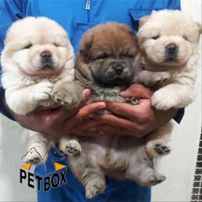  توله های چاو چاو 30 روزه 