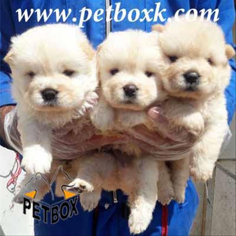 فروش چاوچاو سایز متوسط تپلی