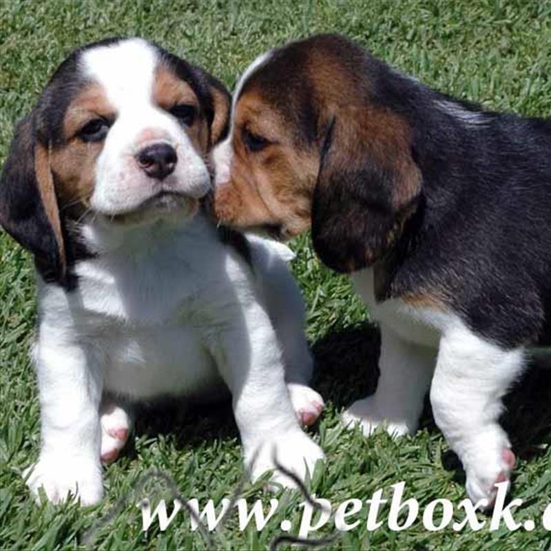  اغاز پیش فروش توله های بیگل