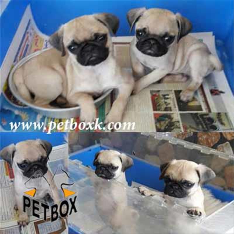توله پاگ 3 ماهه وارداتی از اکراین