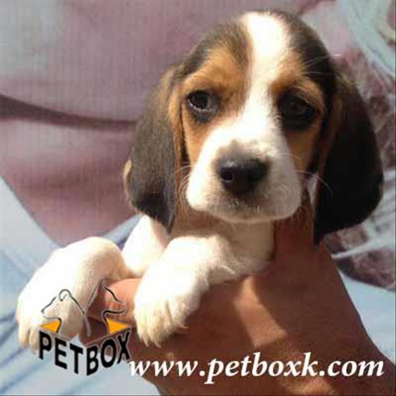  فروش توله های بیگل 2ماهه