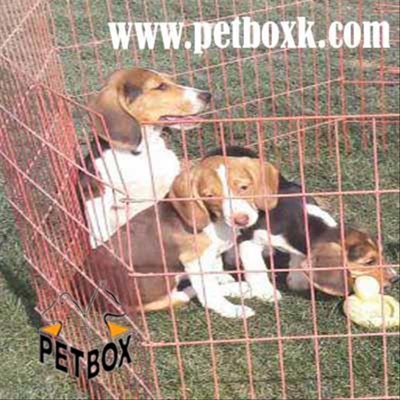  توله بیگل یک دوست باهوش