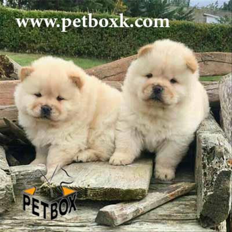  فروش چاوچاو وارداتی