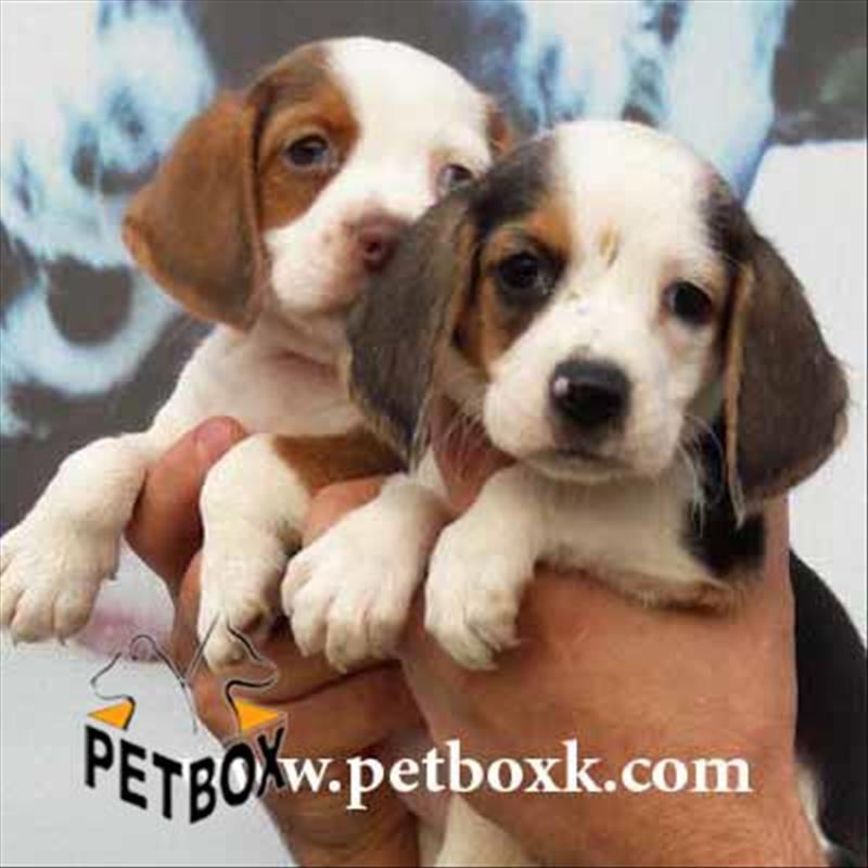  بیگل باهوش و بازیگوش