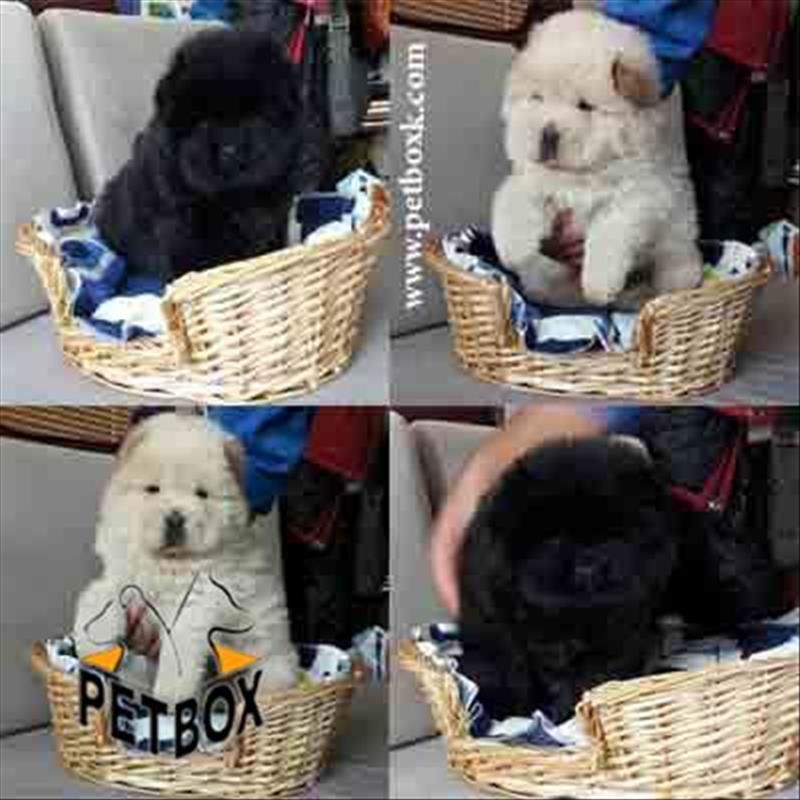  چاوچاو چاقالوی تپلی