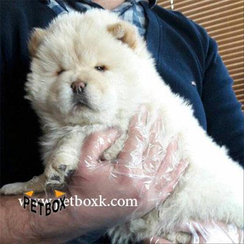  فروش چاوچاو تپلی