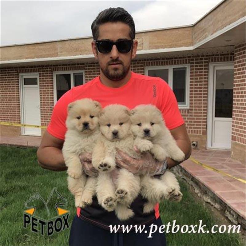  فروش چاوچاو وارداتی 2 ماهه