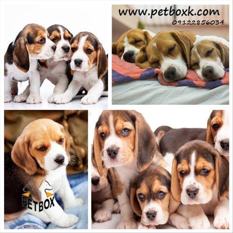  پیش فروش مجدد بیگل مجموعه پت باکس