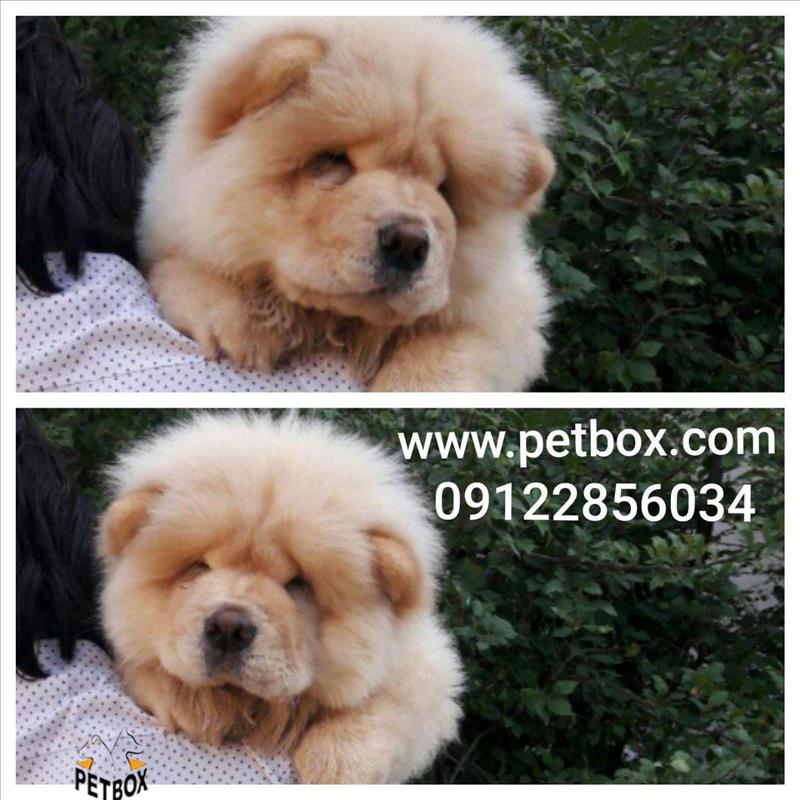 فروش چاوجاو وارداتی