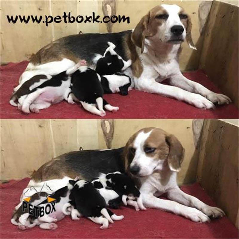  فروش بیگل های باهوش مجموعه پتباکس