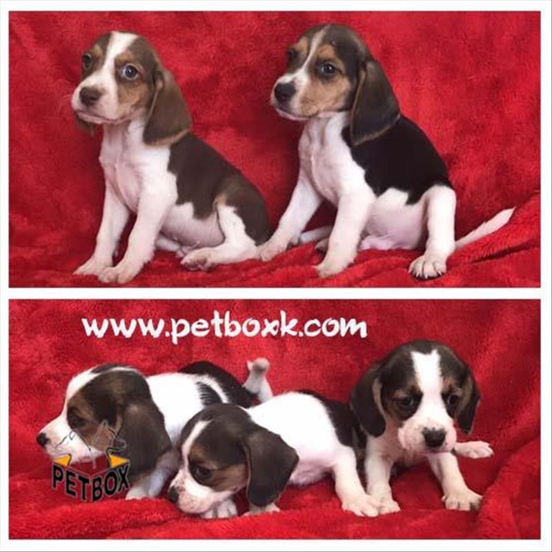  فروش توله های بیگل باهوش