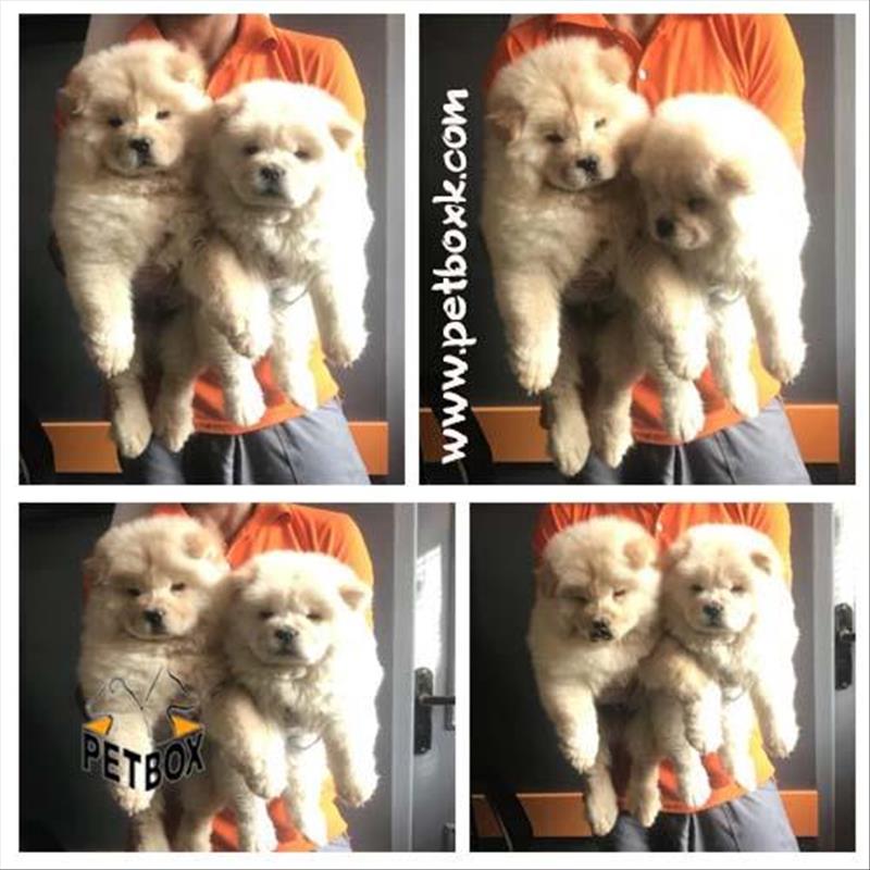  فروش قلقلی ترین نژاد سگ 